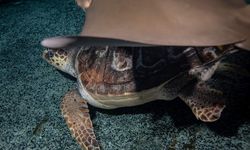 İstanbul’da 4 Yıllık Tedavi Sürecindeki Caretta Caretta Mavi Sulara Kavuşmayı Bekliyor