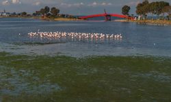 İzmir Körfezi'nde deniz yosunu tabakası oluştu