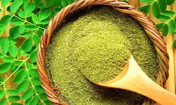 Moringa nedir? Moringa çayı faydaları nelerdir?