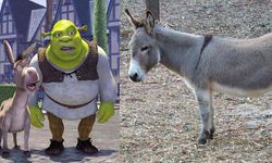 Shrek’teki Eşek karakterine ilham veren Perry hayatını kaybetti!