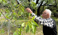 Datça’da mevsimin ilk badem çağlası hasat edildi