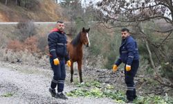 Şehzadeler Belediyesi, zorlu kış günlerinde yılkı atlarını unutmadı