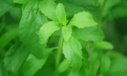 Şeker Otu (Stevia): Doğal ve Sağlıklı Bir Tatlandırıcı Alternatifi