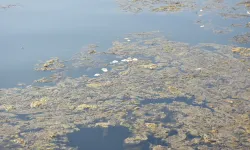 İzmir Körfezi yine yemyeşil oldu, balık ölümleri yine başlayabilir