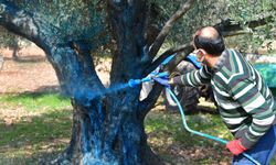 İzmir Büyükşehir Belediyesi'nden Tarıma Güçlü Destek: Zeytin Üreticisine Can Suyu Oldu