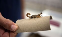 Akrepleri inceledi, zehir üretim tesisi kurdu