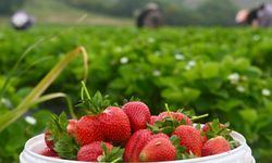 Aromasıyla ünlenen çilek, gençlerle ihracata hazırlanıyor