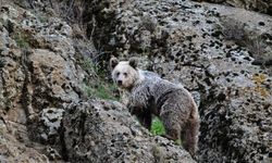 Ayı dehşeti! Vatandaşın imdadına köpekler yetişti!