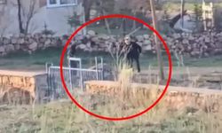 Başına çuval geçirdiği eşeği döverek öldürdü, hayvanseverler tepkili!
