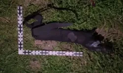 Rusya'da bombalı saldırı: Belediye Başkan Yardımcısı hayatını kaybetti