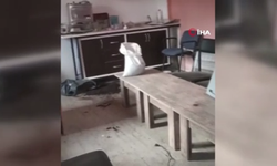 Aç ayı köy camisinin yemekhanesine ve çay ocağına saldırdı