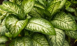 Dieffenbachia çiçeği zehirli mi? Ağlayan çiçek difenbahya yaprağı nasıl zehirler?