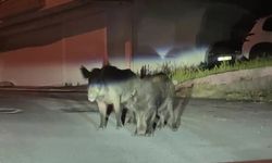 Geceye damga vuran anlar: Vatandaşlar şaşkınlıkla izledi!