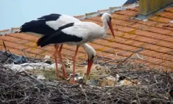 Günlerce konuşuldu: Yaren ve Nazlı leyleğin 4 yavrusu oldu!