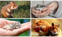 Hamster fiyatları 2025: Türleri, özellikleri ve bakımı hakkında her şey