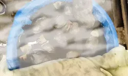 Kaçak yollarla ülkeye sokulmak istendi: Binlerce sülük ele geçirildi!