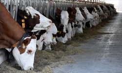 "Kırsalda Bereket, Hayvancılığa Destek Projesi" sonuçları açıklandı mı?