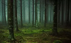 Korkunç olay: Kayıp olan müzik grubu üyeleri ormanda ölü bulundu!