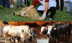 Kurban keserken yanlışlık yapılırsa ne olur?
