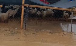 Sağanak yağış  İzmir'de Kurban Pazarı’nı vurdu: Esnaftan belediyeye tepki yağdı