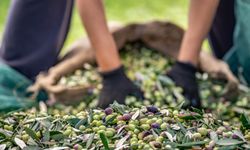 Sofralık zeytin ihracatı rekor tazelemeye hazırlanıyor