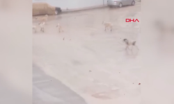 Başıboş köpekler sokakta yürüyen çocuğa saldırdı