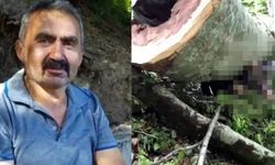 Üzerine ağaç devrilen kesim işçisi hayatını kaybetti