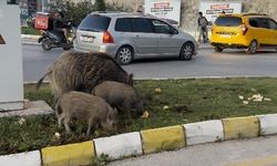 Yaban domuzu besleyenlere ceza yağdı!