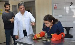 Yaralı yılan tedavi edilip doğaya salındı