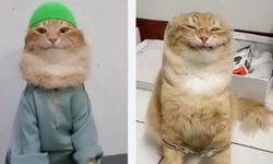 Yeşil takkeli kedi Kedullah olayı nedir? Kedullah ne zaman öldü?
