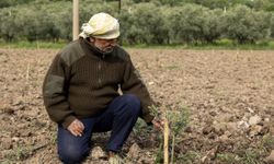 Yunusemre'de 21 bin fidan toprakla buluşuyor