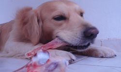 Kurban kesimi sonrası sokak hayvanlarına sakatat verilmemeli uyarısı