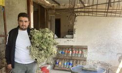 Aydın'da asırlık şifa geleneği: Kekik suyu yeniden revaçta