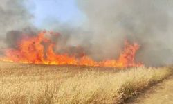 Buğday tarlasında korkutan yangın: Ekipler alevlerle mücadele ediyor