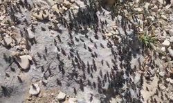 Çekirge sürülerinin yayla istilası paniğe yol açtı: Doğal denge tehlikede!
