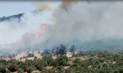 Foça'da yangın kontrolden çıktı, yerleşim yerlerine sıçradı: 1 gözaltı