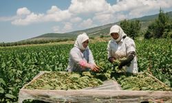 Tütün sektöründen 7 yıl sonra 1 milyar dolarlık ihracat hamlesi