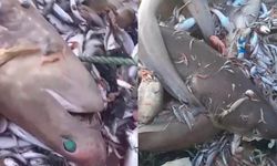 Yine köpekbalığı paniği: Bu kez 8 tane ağlara takıldı!