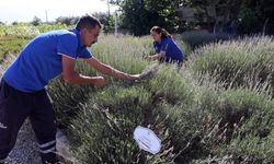 Aromatik bitkiler ekonomiye can veriyor
