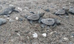 Caretta yavruları güvenle denize ulaştı