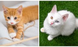 Çipli kedi kaybolursa ne olur? Kayıp kediler mikroçip ile nasıl bulunur?