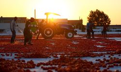 Ege’nin güneşi ile kuruyan domates, 93 ülkeye ulaştı