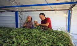 Muğla'da ipekböcekçiliği yeniden hayat buluyor