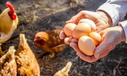 Sofralık yumurta ihracatında DFİF kesintisi kaldırıldı