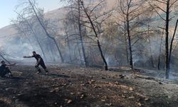 Ağaçlık alanda korkutan yangın: Onlarca ağaç kül oldu!