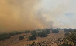 Balıkesir'de orman yangını: Havadan ve karadan müdahale ediliyor