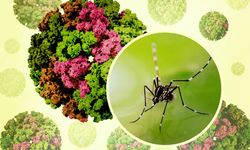 Çin'den dünyaya yeni hediye: 7 bin kişiye bulaşan Chikungunya virüsü nedir, nasıl bulaşır?