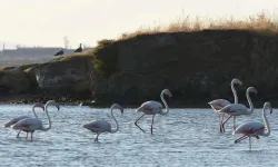 Gediz Deltası’nda 650 yavru flamingo halkalandı