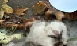 Görüntüler sosyal medyayı kızıştırdı: Kedi başı paylaşımı şok yarattı!