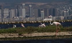 İZDENİZ'in "Flamingo Yolu"na büyük ilgi